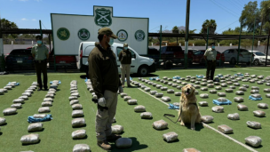 Incautan más de 827 mil dosis de marihuana en operativo en Diego de Almagro: Dos detenidos