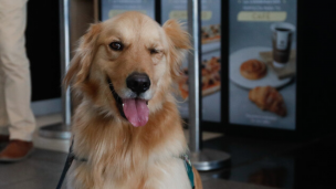 Cómo cuidar a tus mascotas frente a los fuegos artificiales: consejos para protegerlas del estrés