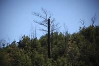 Chile presenta nueva línea base de emisiones de carbono forestal