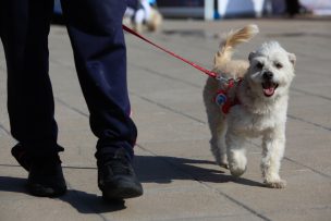 Vacaciones con tu mascota: Claves para un traslado seguro