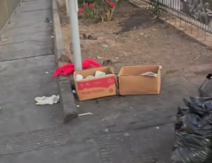 Captan enorme cantidad de ratones en cercanías al Río Mapocho y la Vega Central