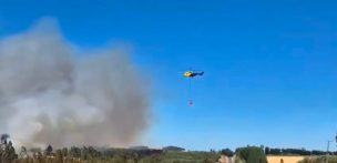 Carabineros detienen a hombre por incendio forestal en Carahue