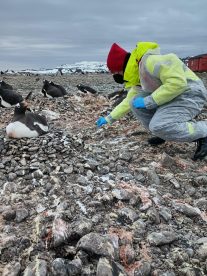 Chile lidera vigilancia en la Antártida: Detectan Influenza Aviar en la región