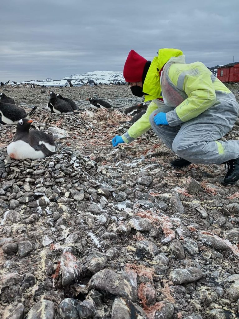 Chile lidera vigilancia en la Antártida: Detectan Influenza Aviar en la región