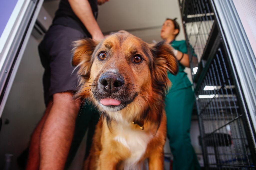 ¿Cómo afecta el otoño en Chile a tus mascotas? Recomendaciones ante las bajas temperaturas