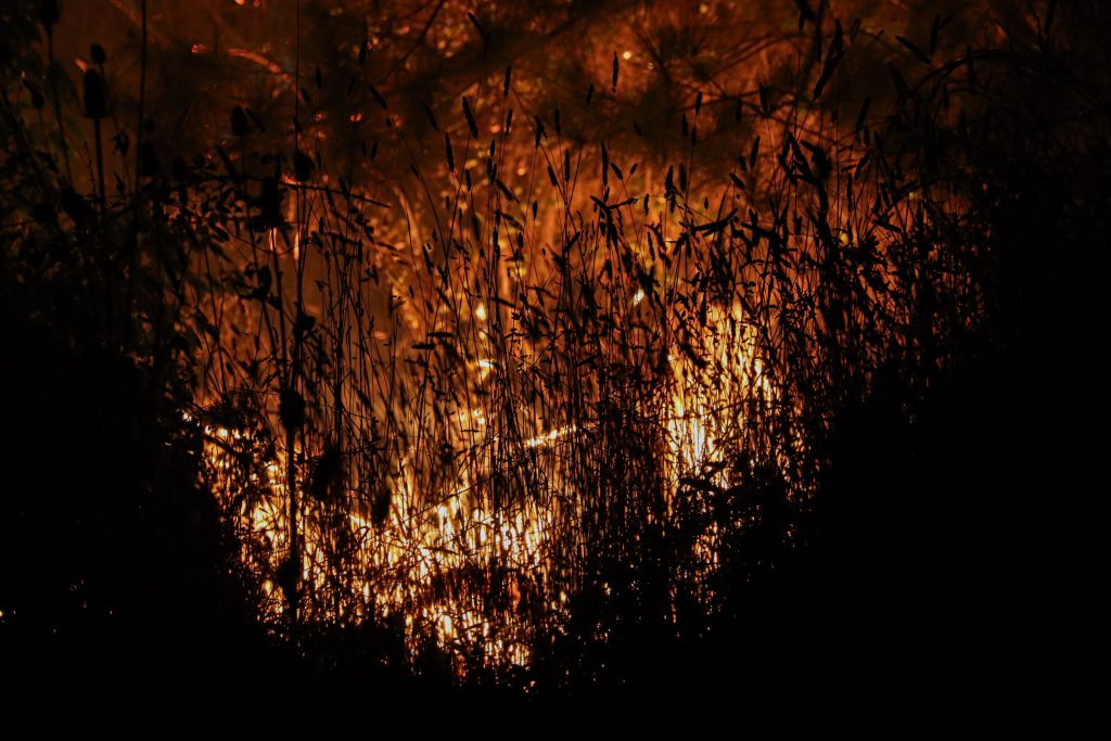 Senapred solicita evacuar sector Unihue, comuna de Hualqui, por incendio forestal