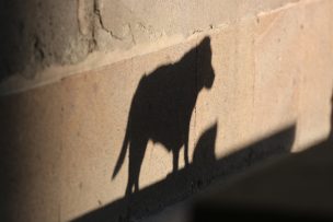 Queda libre médico acusado de brutal caso de maltrato animal en el norte del país