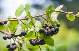 Residuos de hojas de maqui: La nueva solución natural para la conservación de alimentos