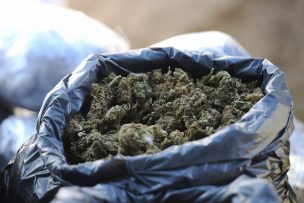 Desarticulan red de venta de cannabis que operaba a través de Instagram