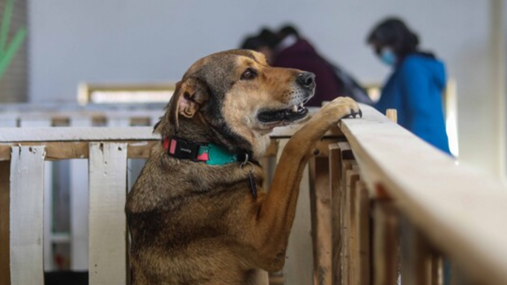 Día Mundial del Perro Sin Raza: Descubre las ventajas genéticas de los mestizos chilenos
