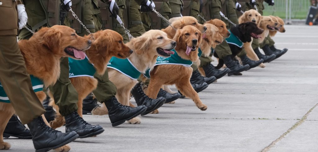 Proponen uso de brigadas caninas para fiscalizar tráfico de drogas en colegio