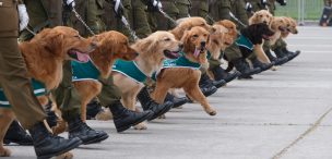 Proponen uso de brigadas caninas para fiscalizar tráfico de drogas en colegios