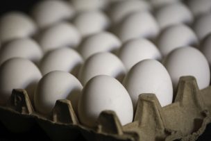 INE: Producción de huevos de consumo presentó una disminución interanual de 0,7% en abril