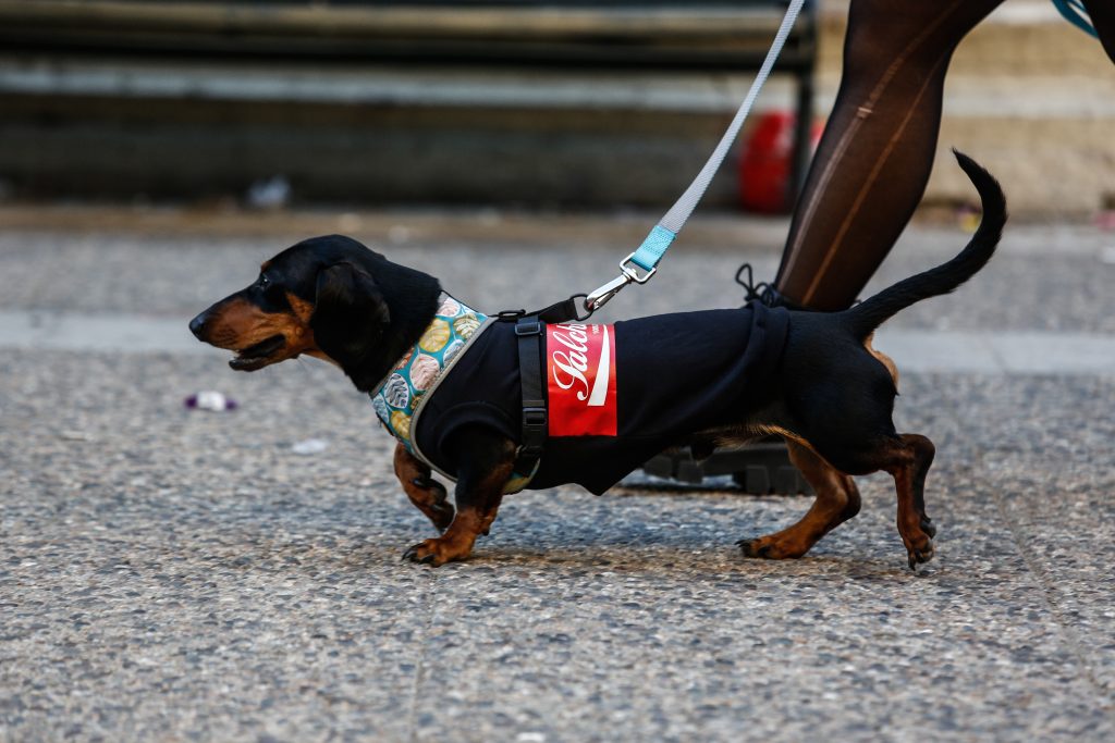 U. de Chile investiga vínculo entre obesidad y cáncer mamario en perros