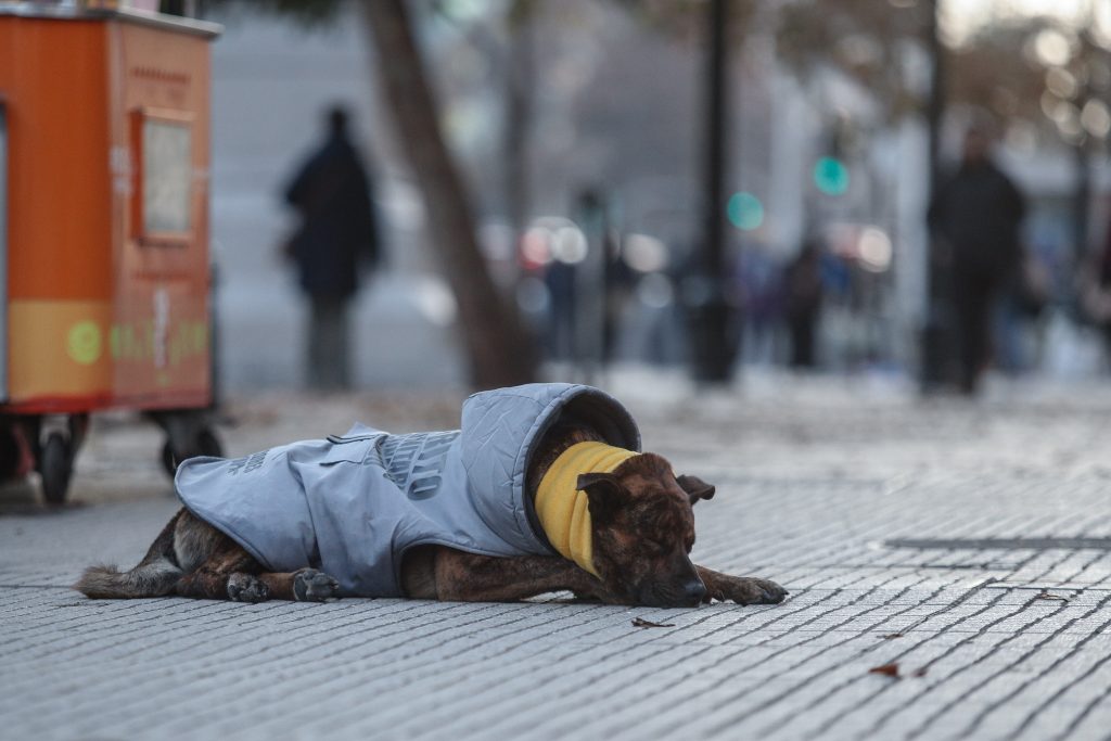 El frío también les afecta: cómo proteger a tus mascotas en invierno