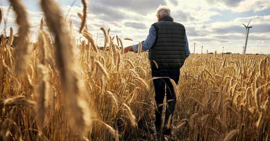 Centeno híbrido: La nueva promesa en la alimentación de vacas lecheras