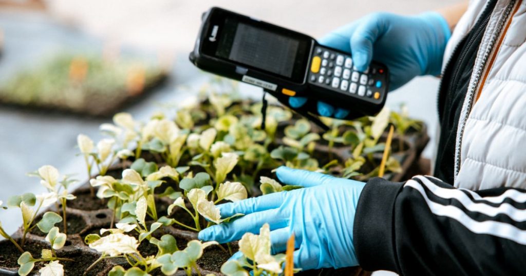 KWS lidera el cambio en la innovación global de la mejora genética del raps