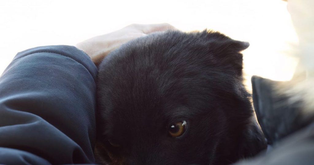 ¿Qué hacer si tu perro tiene miedo a los fuegos artificiales?