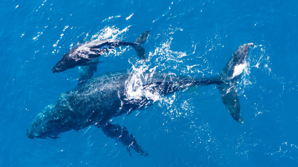 Filantropía Cortés Solari destaca en UNOC3 por impulsar educación oceánica, financiamiento y conservación
