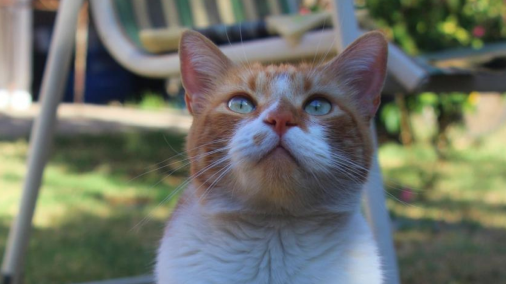 ¿Tu gato ya no salta como antes? Podría estar sufriendo de artritis felina
