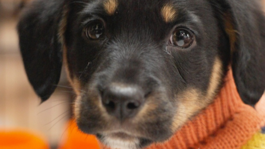 Jornada de adopción en Mall Plaza Egaña busca dar una segunda oportunidad a perros rescatados