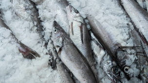 PacificBlu revierte cierre tras acuerdos clave en la Comisión Mixta de Pesca