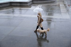 Mascotas seguras bajo la lluvia: cómo protegerlas del frío y la humedad