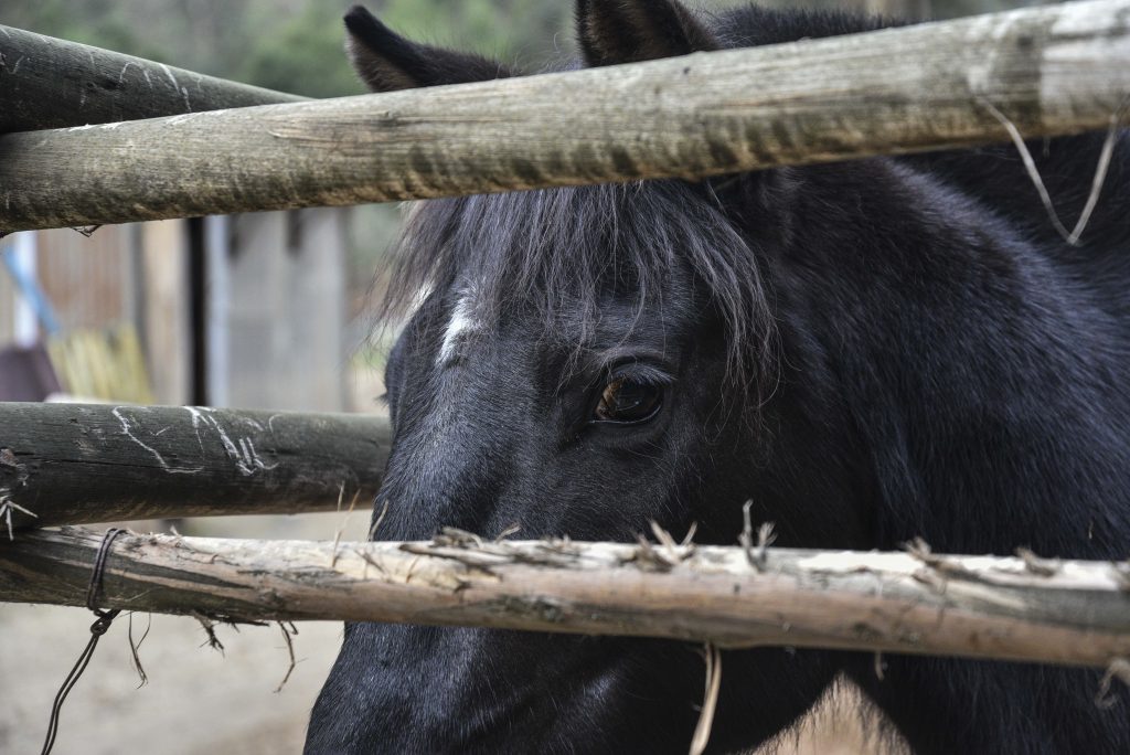 Autoridades en alerta por avance de la anemia infecciosa equina en el país