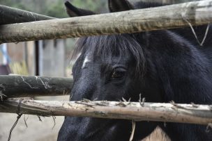 Autoridades en alerta por avance de la anemia infecciosa equina en el país
