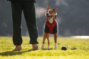Pasear a tu perro en invierno: el horario ideal para protegerlo del frío