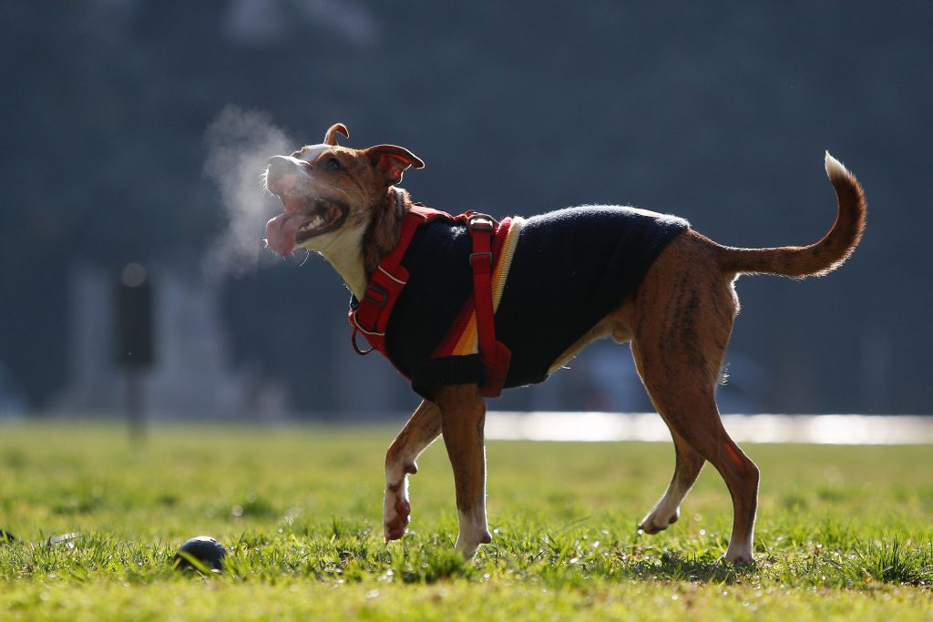 Cómo abrigar a tus mascotas en invierno: consejos para perros y gatos