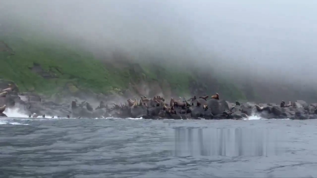 Video: Lobos marinos huyen de terremoto en Rusia
