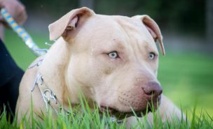 Castigo brutal en EE.UU.: madre esposó a su hijo y lo dejó a merced de un pitbull