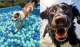 GuauFest: Chile tendrá su primer parque de diversiones exclusivo para perros