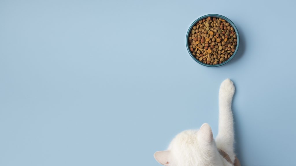 Consejos para almacenar el alimento de la mascota y conservar su aroma y sabor