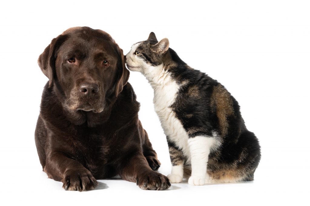 Más de 3 millones de mascotas inscritas: Estos son los perros y gatos más registrados