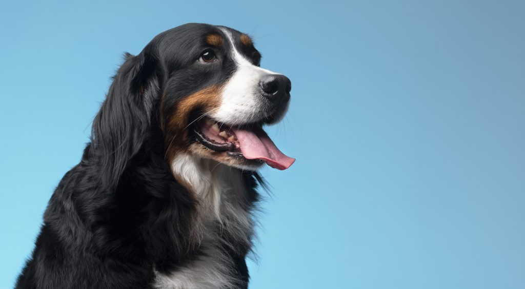 Día del Perro: guía práctica para mantener sano y feliz a tu mejor amigo
