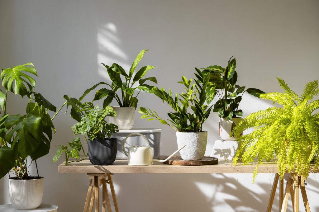 Cómo cuidar tus plantas en invierno: claves para que sobrevivan al frío