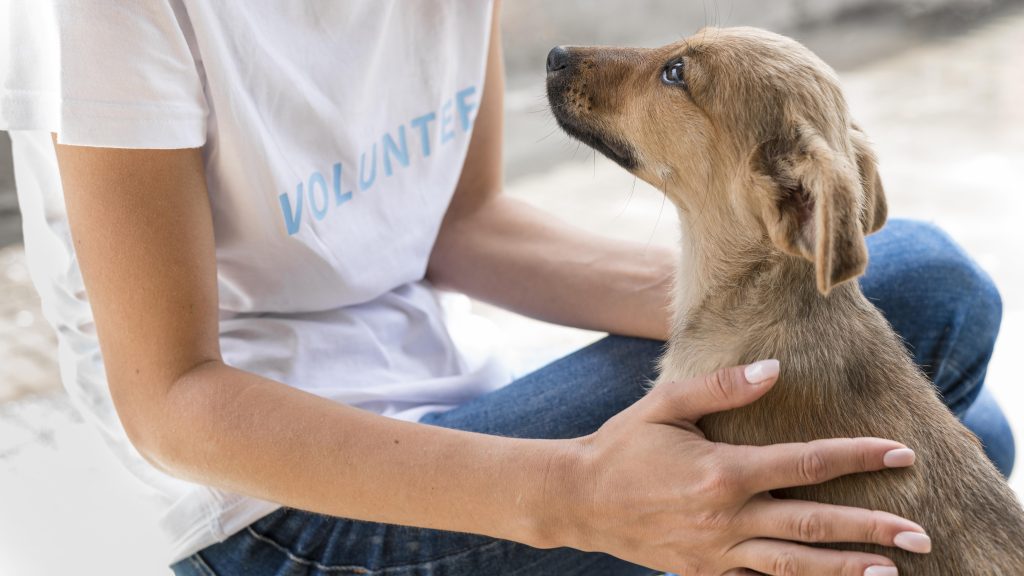 Día Mundial del Perro: 10 alimentos prohibidos que jamás debes darle a tu mascota