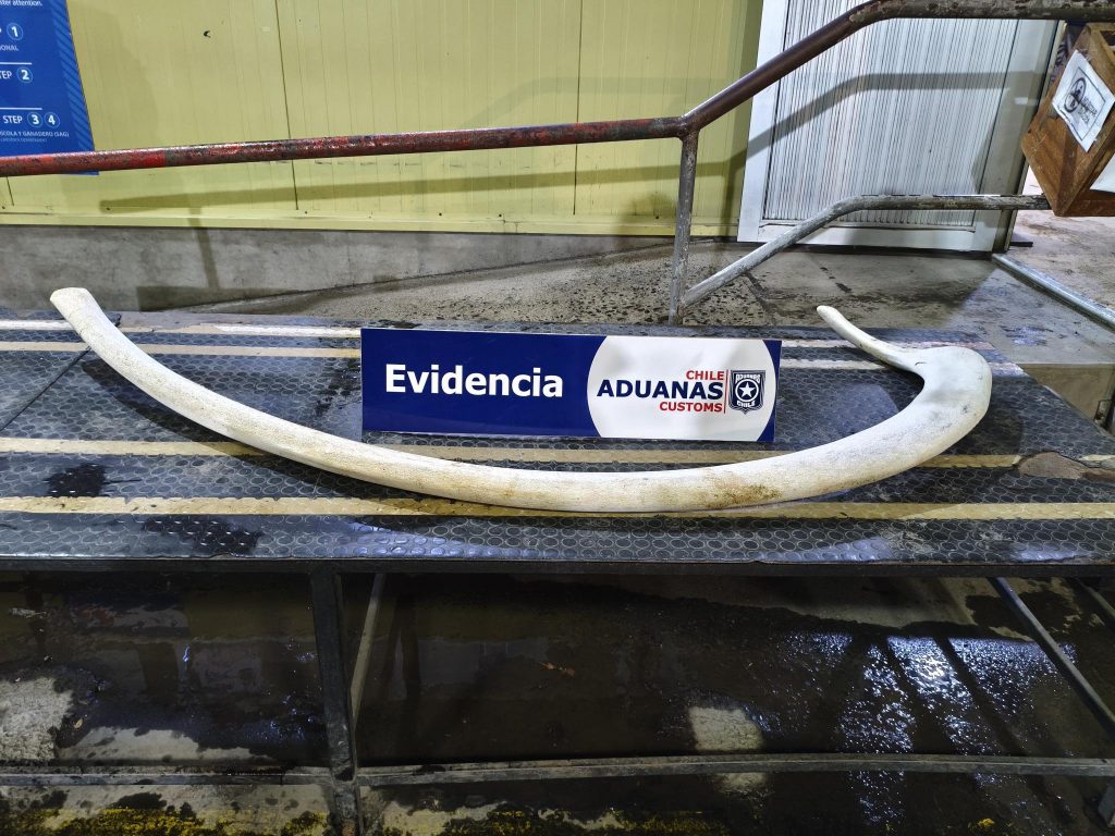 Aduana incauta costilla de ballena en el Paso Cardenal Samoré
