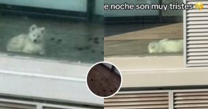 Reconocida influencer enfrenta funa por supuesto maltrato animal: vecinos publicaron duros videos
