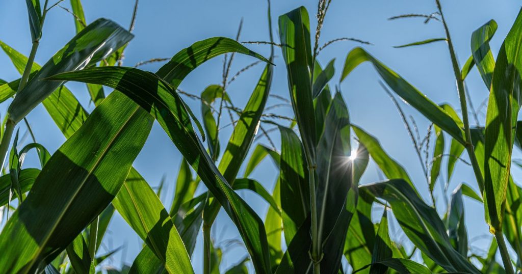 Cómo la luz solar determina el éxito de tu cultivo