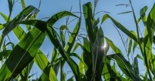 Cómo la luz solar determina el éxito de tu cultivo