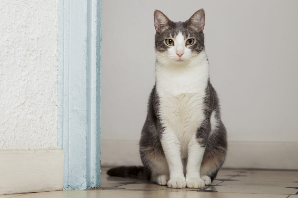 Los cuidados del gato que pocos dueños conocen y son clave para su salud felina
