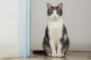 Los cuidados del gato que pocos dueños conocen y son clave para su salud felina