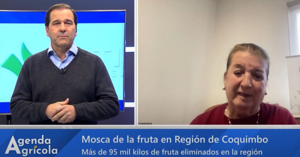 Agenda Agrícola: Mosca de la fruta complica a agricultores de Coquimbo