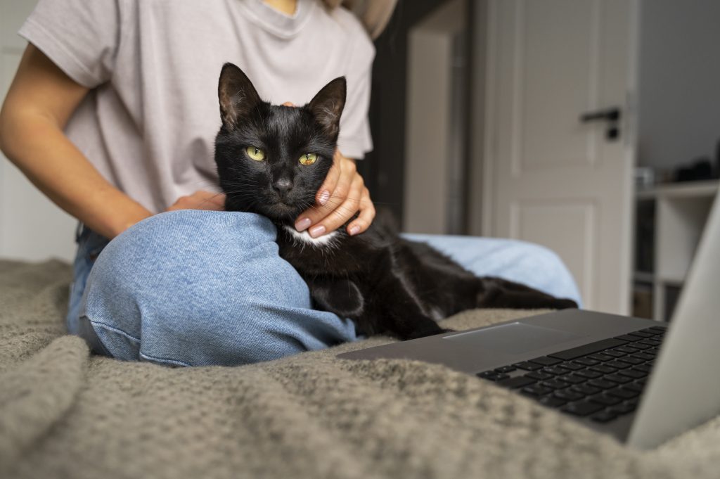 Día Mundial del Gato: cómo cuidarlo con buena comida y un espacio perfecto para dormir