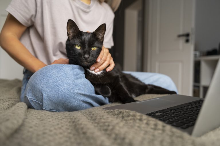 ¿Tu gato ya es adulto mayor? Las señales que no deberías ignorar para cuidar su salud