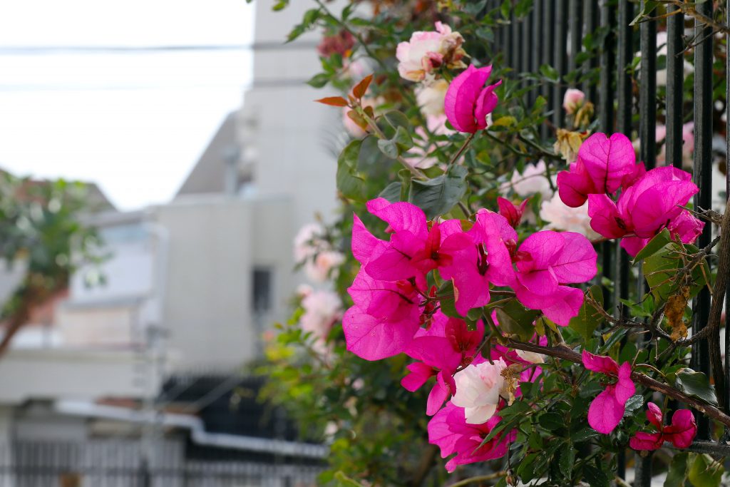 ¿Cuándo inicia oficialmente la primavera en Chile?