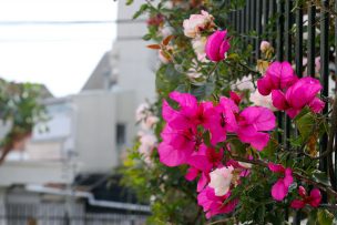 ¿Cuándo inicia oficialmente la primavera en Chile?